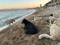 Fünf Hunde liegen und spielen im Abendlicht am Strand