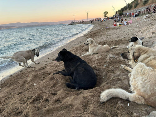 Fünf Hunde liegen und spielen im Abendlicht am Strand